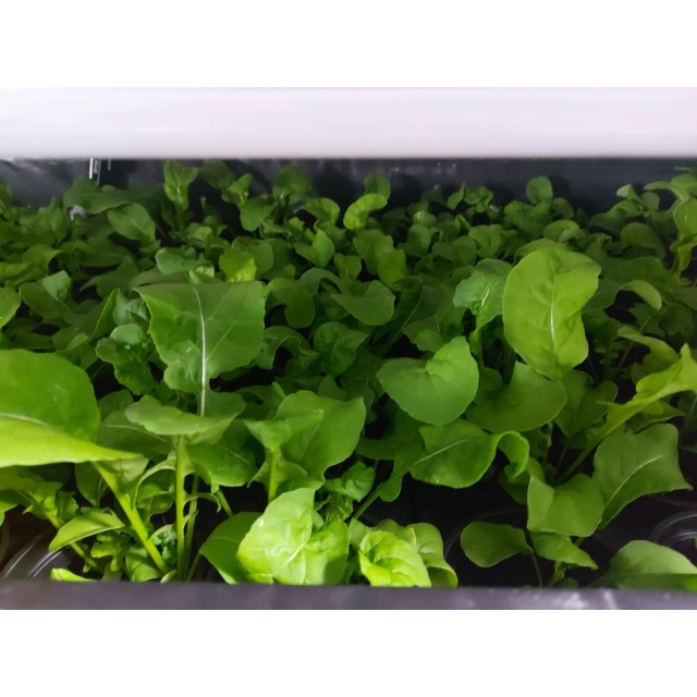 [綠工坊]   羽衣甘藍 芝麻葉 無毒生菜  水耕生菜  沙拉 蔬果汁 精力湯 必備 十字花科  室內水耕