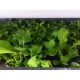 [綠工坊]   羽衣甘藍 芝麻葉 無毒生菜  水耕生菜  沙拉 蔬果汁 精力湯 必備 十字花科  室內水耕