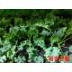 [綠工坊]   羽衣甘藍 芝麻葉 無毒生菜  水耕生菜  沙拉 蔬果汁 精力湯 必備 十字花科  室內水耕