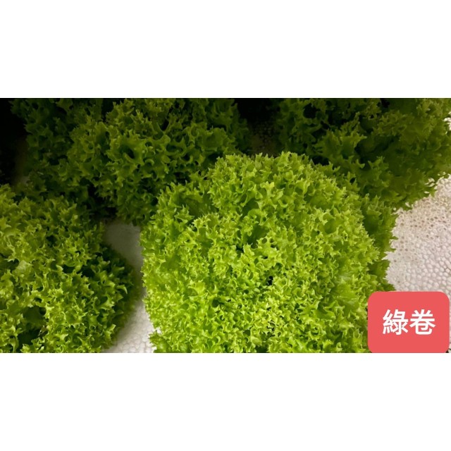 [綠工坊]   羽衣甘藍 芝麻葉 無毒生菜  水耕生菜  沙拉 蔬果汁 精力湯 必備 十字花科  室內水耕