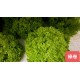 [綠工坊]   羽衣甘藍 芝麻葉 無毒生菜  水耕生菜  沙拉 蔬果汁 精力湯 必備 十字花科  室內水耕