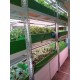 [綠工坊]   羽衣甘藍 芝麻葉 無毒生菜  水耕生菜  沙拉 蔬果汁 精力湯 必備 十字花科  室內水耕