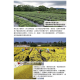 [綠工坊]   杭菊茶  杭菊 苗栗銅鑼鄉 通過SGS 農藥檢驗 不使用除草劑  宣洋